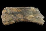 Partial Fossil Edmontosaurus Humerus - South Dakota #145877-2